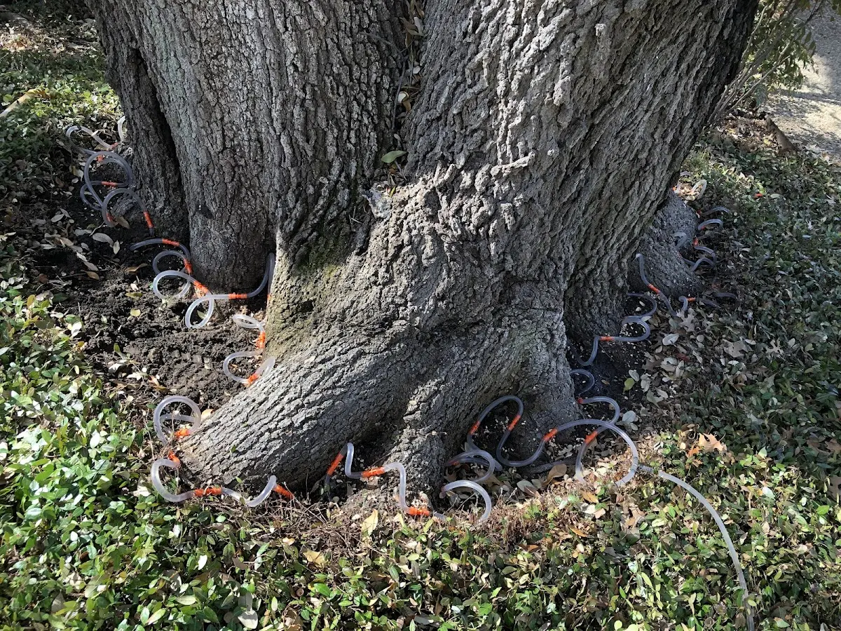 Detailed Tree Cabling and Bracing job site in Mauriceville