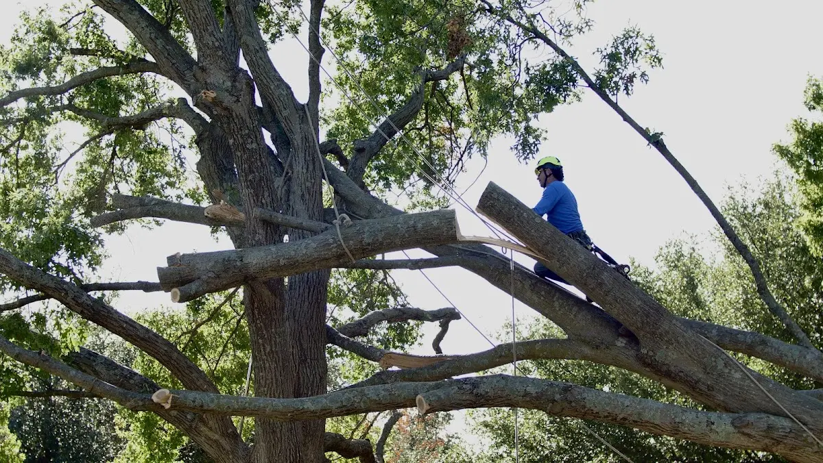 Professional Crown Thinning performed by certified arborists in Mauriceville